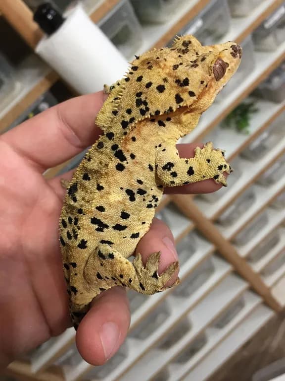 Penelope