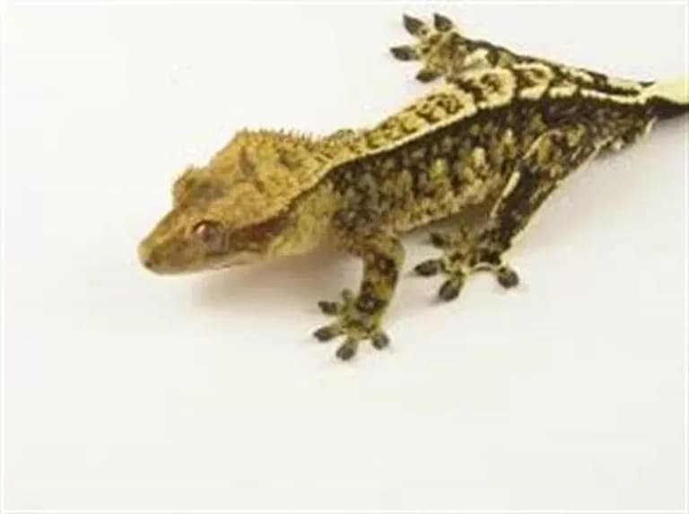 Speckled Like a Leopard