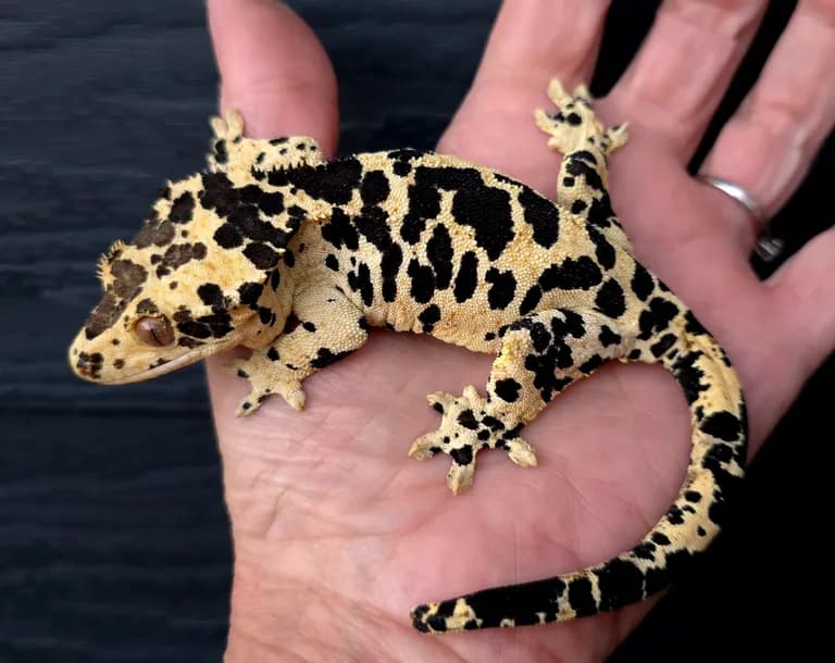 Indra