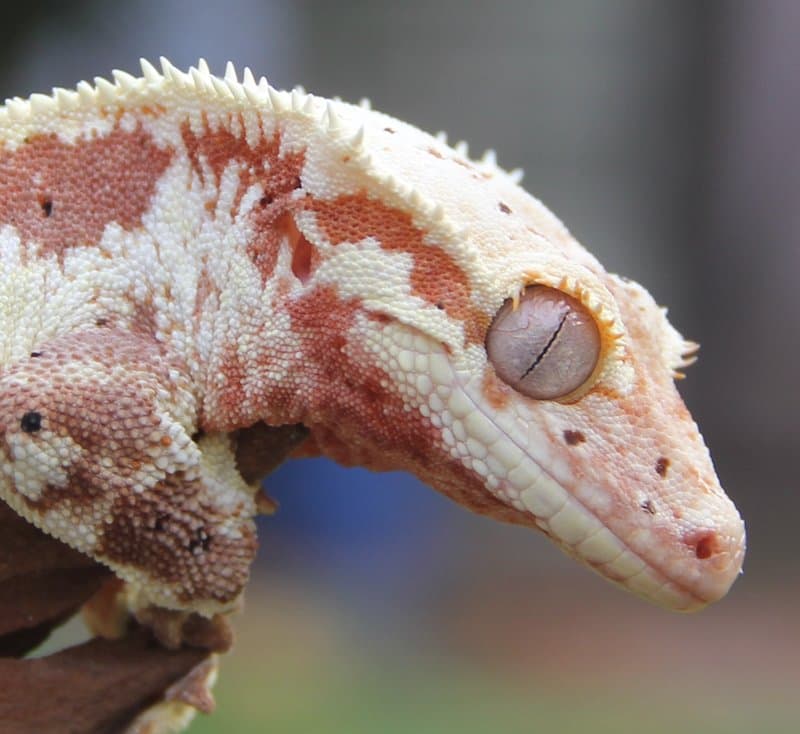 Ley Line Exotics